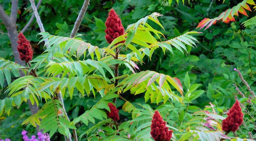سالیانه ۱۵ تن سماق خشک در استان قزوین تولید می شود سالیانه ۱۵ تن سماق خشک در استان قزوین تولید می شود