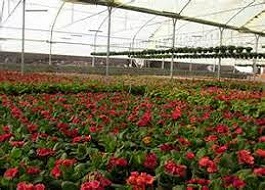 فعالیت ۳۱ گلخانه گلهای زینتی در استان کرمانشاه /بیشترین گل زینتی تولیدی در استان گل رز است