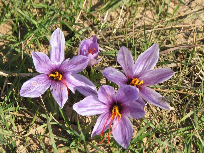 سالانه 38 تن گیاه دارویی در شهرستان آبیک تولید میشود سالانه 38 تن گیاه دارویی در شهرستان آبیک تولید میشود