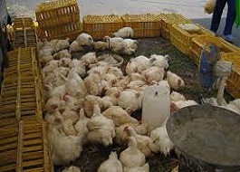 پلمب ۴٠٠ واحد مرغ زنده فروشی متخلف/ ضدعفونی مداوم کشتارگاه ها و میادین دام کرمانشاه