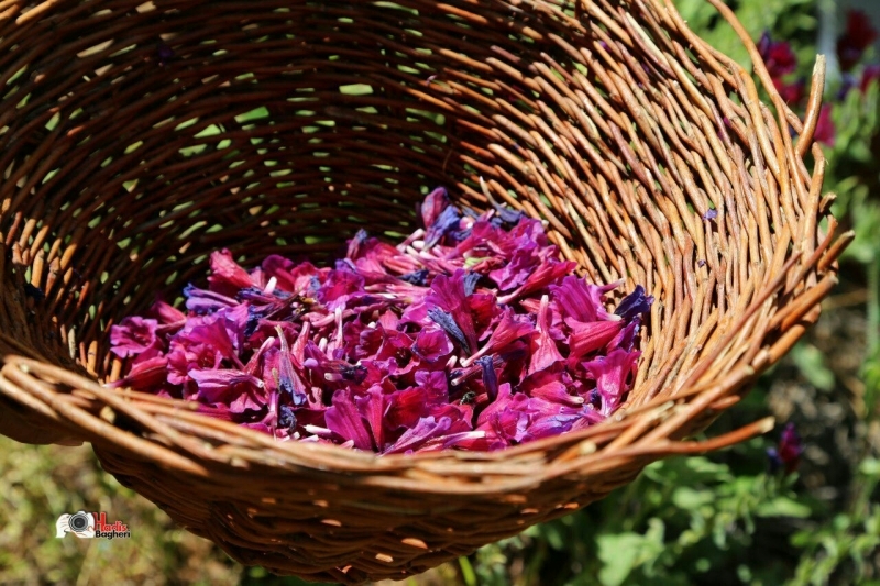 کشت گیاهان دارویی در سطح ۲۵۲ هکتار از اراضی کشاورزی استان قزوین کشت گیاهان دارویی در سطح ۲۵۲ هکتار از اراضی کشاورزی استان قزوین