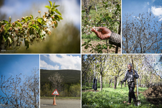 ۹ درصد از اراضی کشاورزی خسارت دیده کردستان زیر پوشش بیمه است