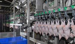 ذبح ۲۰ میلیون و ۳۰۵ هزار قطعه طیور در زنجان