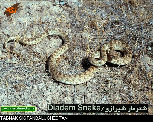 آشنایی با شتر مار آشنایی با شتر مار