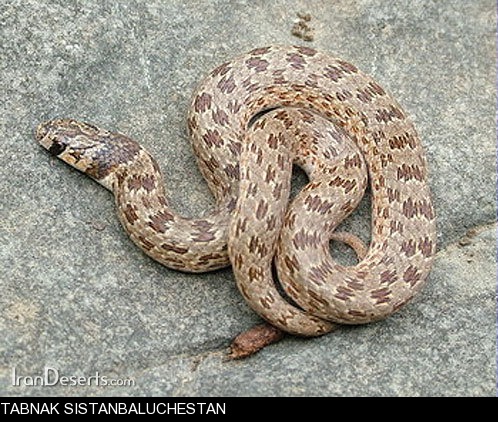 آشنایی با شتر مار آشنایی با شتر مار