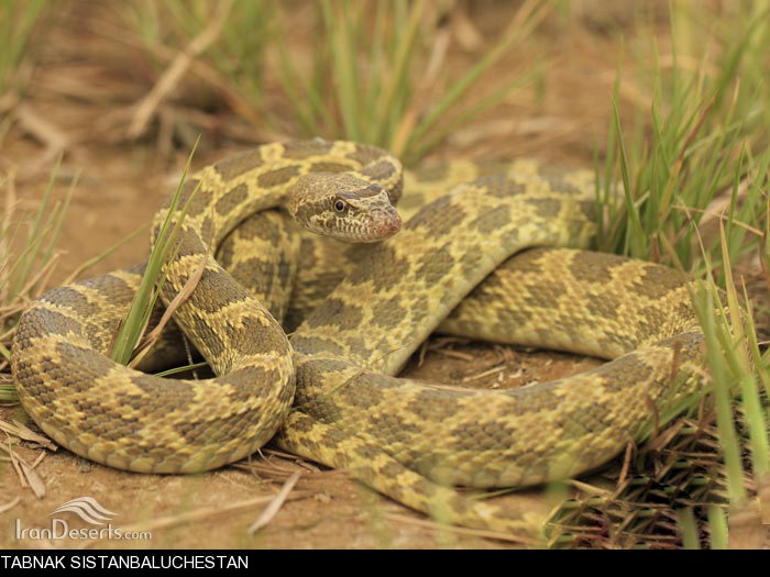 آشنایی با شتر مار آشنایی با شتر مار