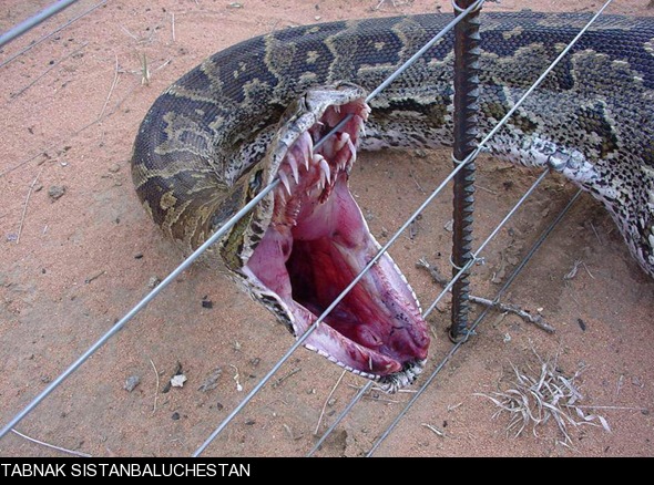 آشنایی با شتر مار آشنایی با شتر مار