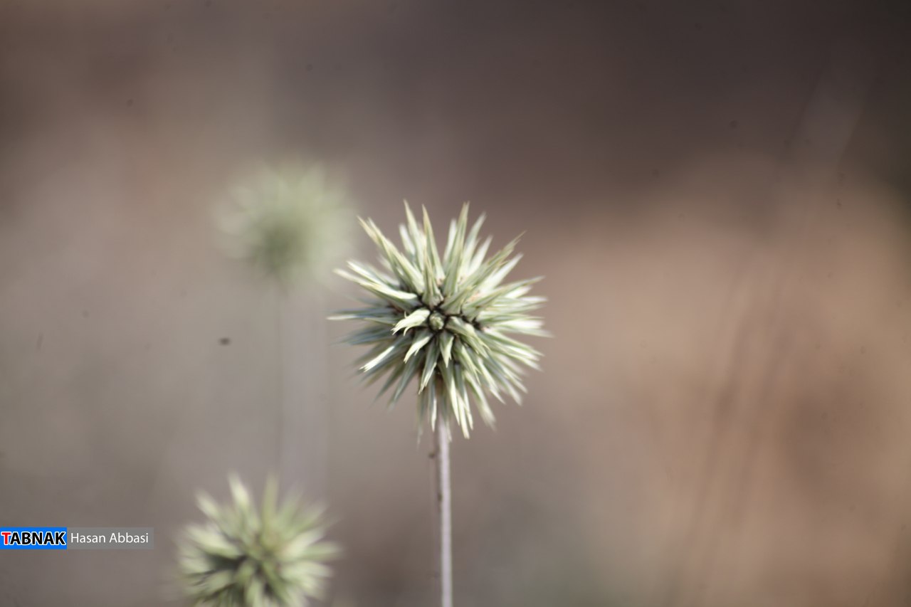 تنگ خلیل تنگ خلیل