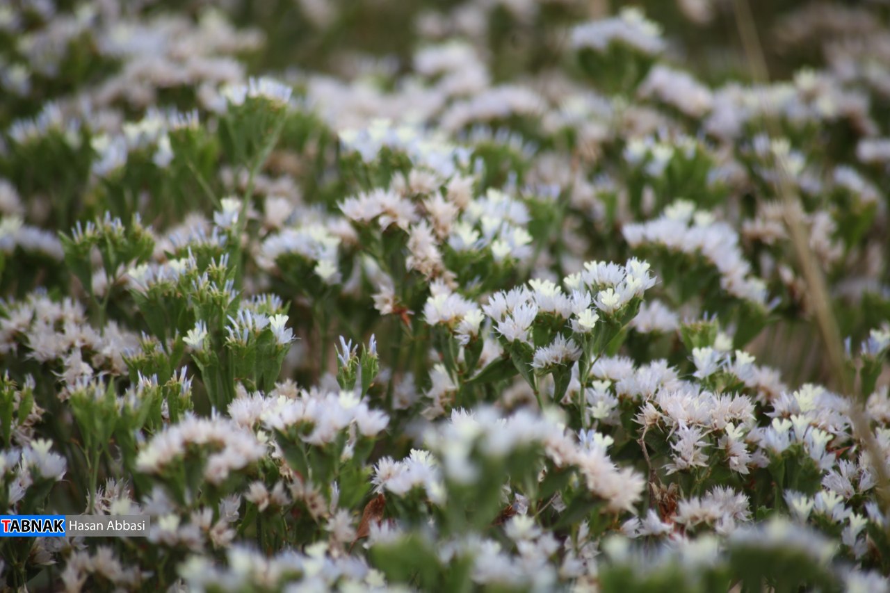 دره شاهی دره شاهی