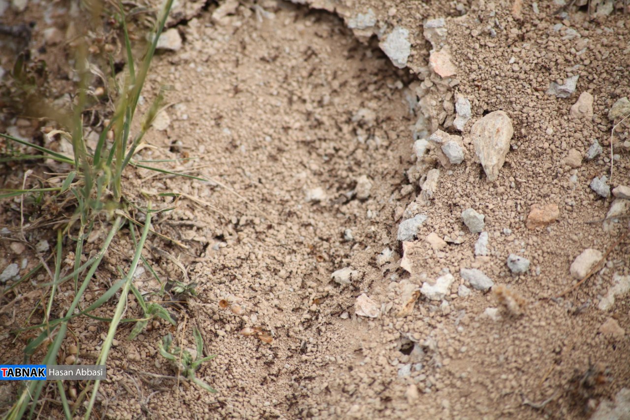 دره شاهی دره شاهی