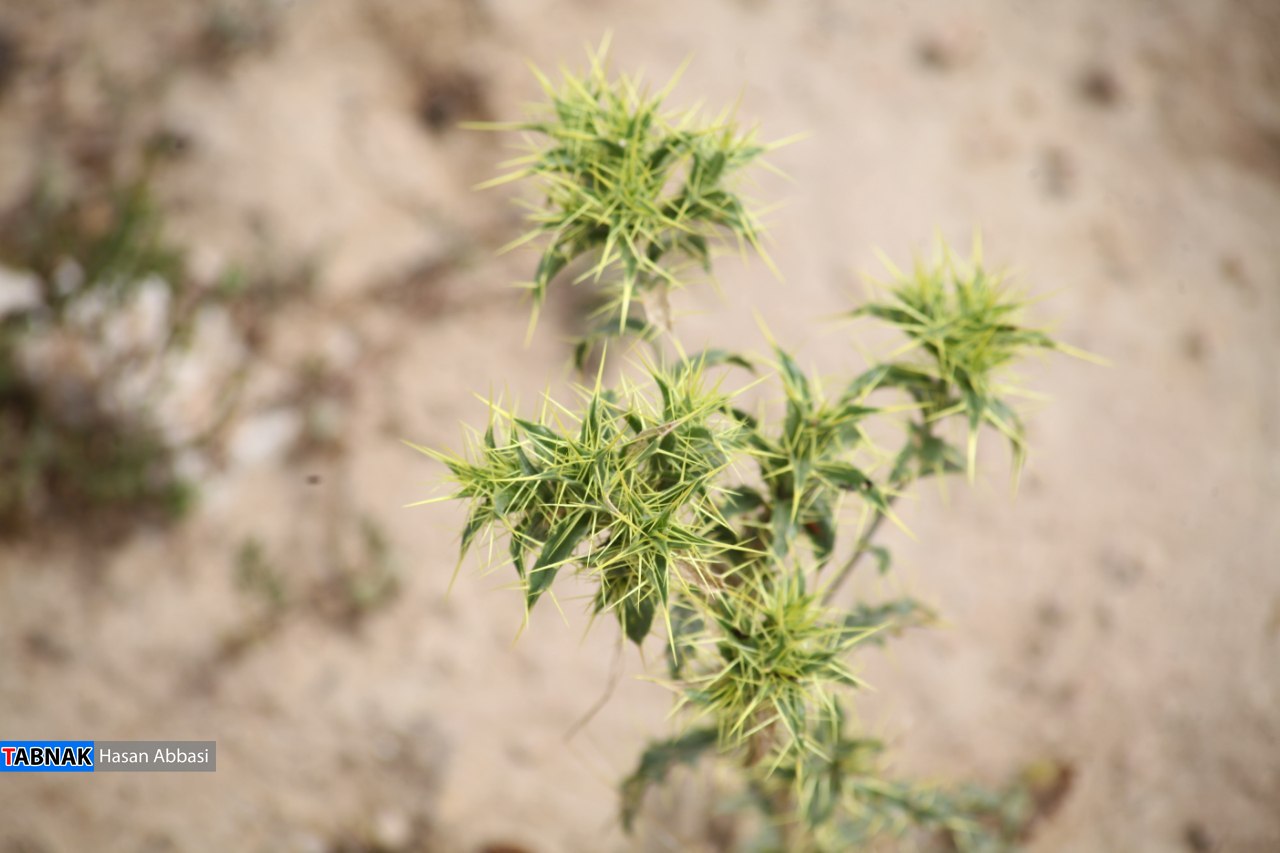 دره شاهی دره شاهی