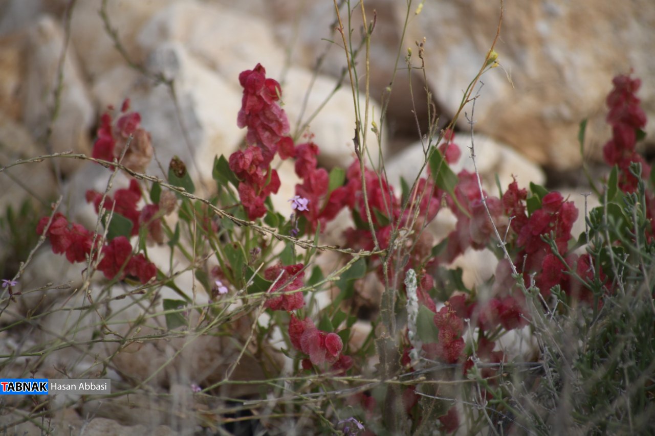 چدروئیه چدروئیه