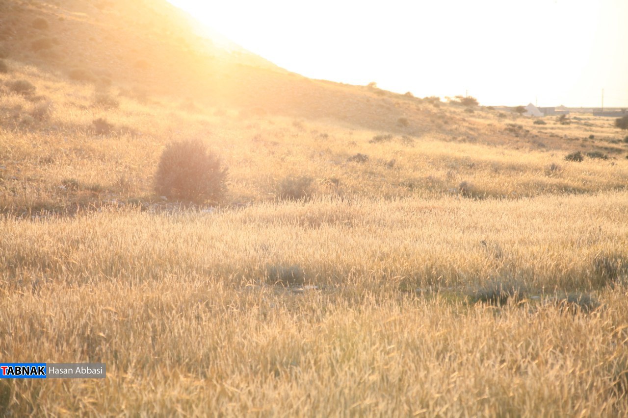 چدروئیه چدروئیه