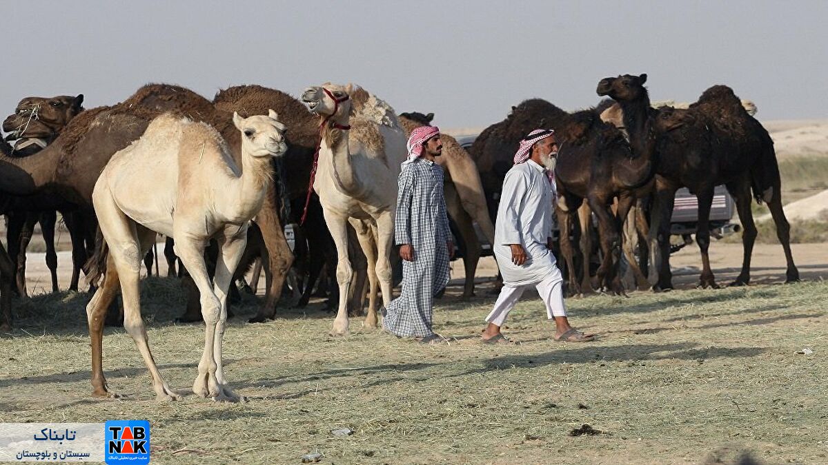 احداث بزرگترین بیمارستان شتر در جهان + فیلم