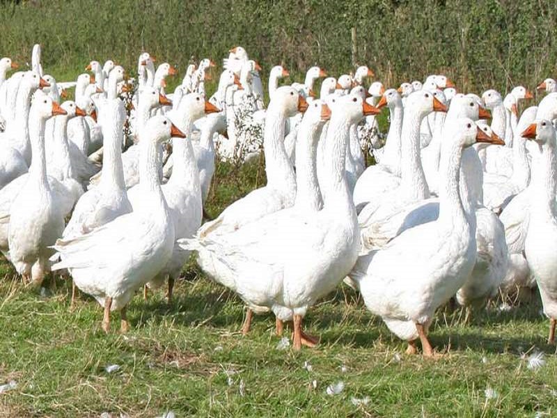 آنفلوانزای فوق حاد پرندگان در کرمانشاه مشاهده نشده است