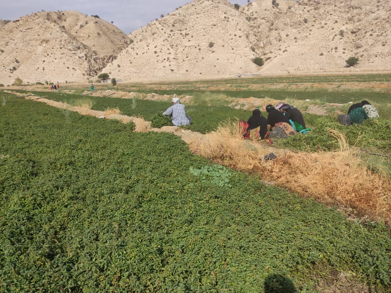 گزارش جامع نماینده بنیاد علوی از طرح محرومیت زدایی لنده+تصاویر گزارش جامع نماینده بنیاد علوی از طرح محرومیت زدایی لنده+تصاویر