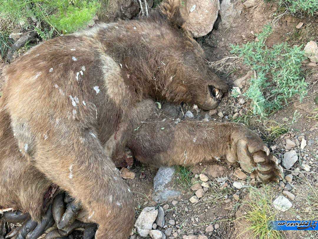 لاشه متلاشی خرس قهوه ای و واکنش محیط زیست دو استان + فیلم و تصاویر
