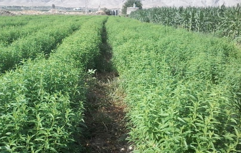 کشت گیاهان دارویی در 43 هکتار از اراضی کشاورزی حاجی آباد/400 واحد مسکونی برای مددجویان کمیته امداد ساخته می شود