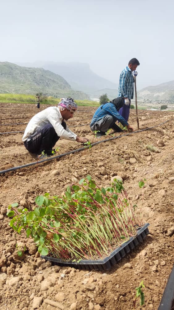 لنده، توان تولید « گیاهان دارویی» خود را افزایش میدهد/کاشت یک میلیون نشای گیاهان دارویی در سال ۱۴۰۱+تصاویر+تصاویر لنده، توان تولید « گیاهان دارویی» خود را افزایش میدهد/کاشت یک میلیون نشای گیاهان دارویی در سال ۱۴۰۱+تصاویر+تصاویر