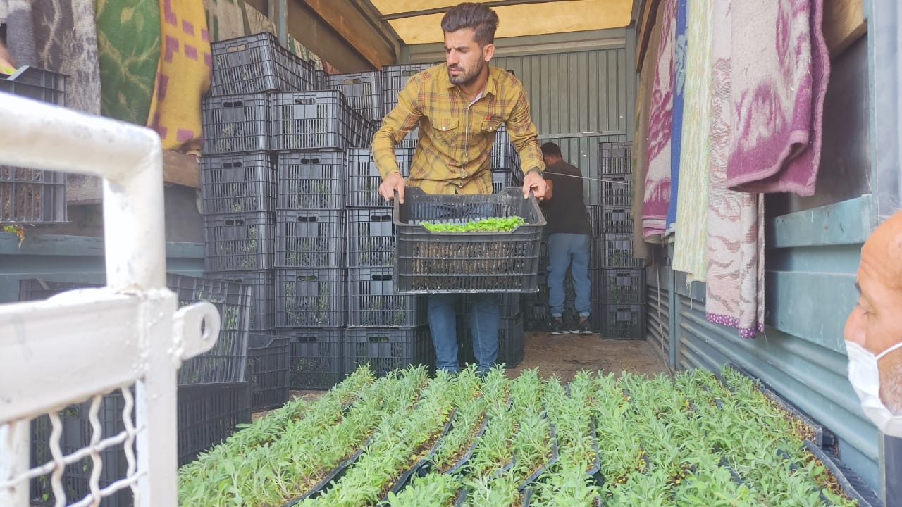 لنده، توان تولید « گیاهان دارویی» خود را افزایش میدهد/کاشت یک میلیون نشای گیاهان دارویی در سال ۱۴۰۱+تصاویر+تصاویر لنده، توان تولید « گیاهان دارویی» خود را افزایش میدهد/کاشت یک میلیون نشای گیاهان دارویی در سال ۱۴۰۱+تصاویر+تصاویر