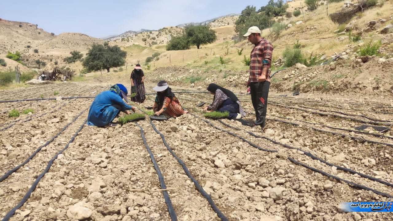 لنده، توان تولید « گیاهان دارویی» خود را افزایش میدهد/کاشت یک میلیون نشای گیاهان دارویی در سال ۱۴۰۱+تصاویر+تصاویر لنده، توان تولید « گیاهان دارویی» خود را افزایش میدهد/کاشت یک میلیون نشای گیاهان دارویی در سال ۱۴۰۱+تصاویر+تصاویر