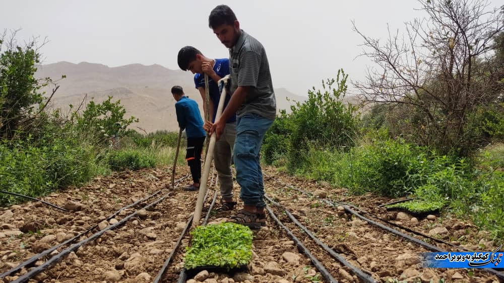 گیاهان دارویی نسخه ی اشتغالزایی بنیاد علوی در لنده+فیلم و تصویر