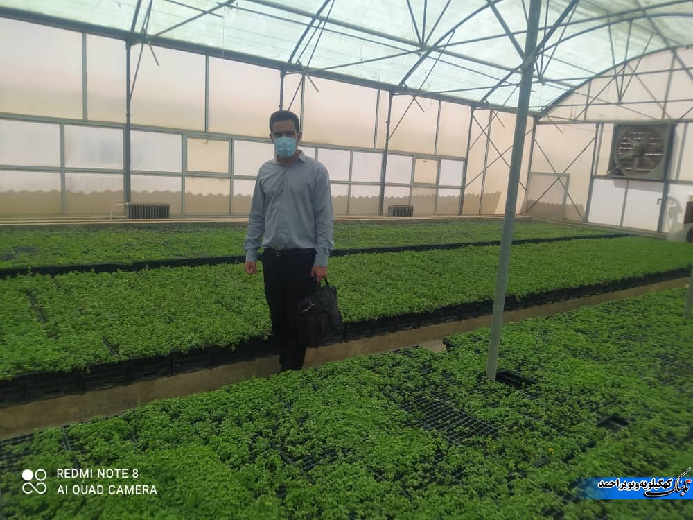 گیاهان دارویی نسخه ی اشتغالزایی بنیاد علوی در لنده+فیلم و تصویر گیاهان دارویی نسخه ی اشتغالزایی بنیاد علوی در لنده+فیلم و تصویر