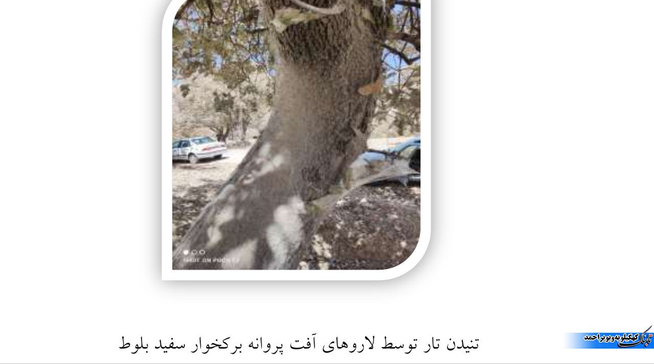 آفت برگ خوار بلوط و آنچه که کمتر می دانیم / توقع بیجا ایجاد نکنیم !