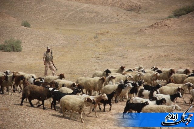 کشف و ضبط 305 راس دام سبک در نوار مرزی دهلران