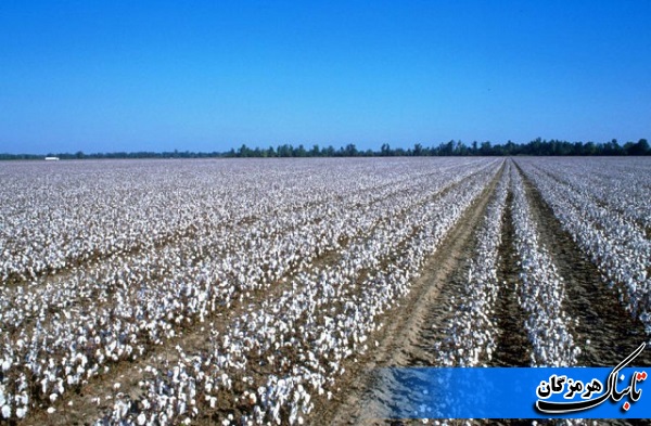 واگذاری 3هزار هکتار زمین جهت کشت پنبه در هرمزگان