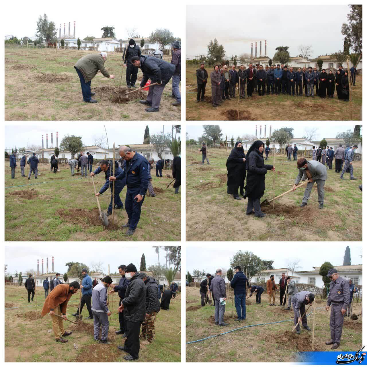 سطح زیرکشت درختان نيروگاه شهید سلیمی نكا توسعه یافت