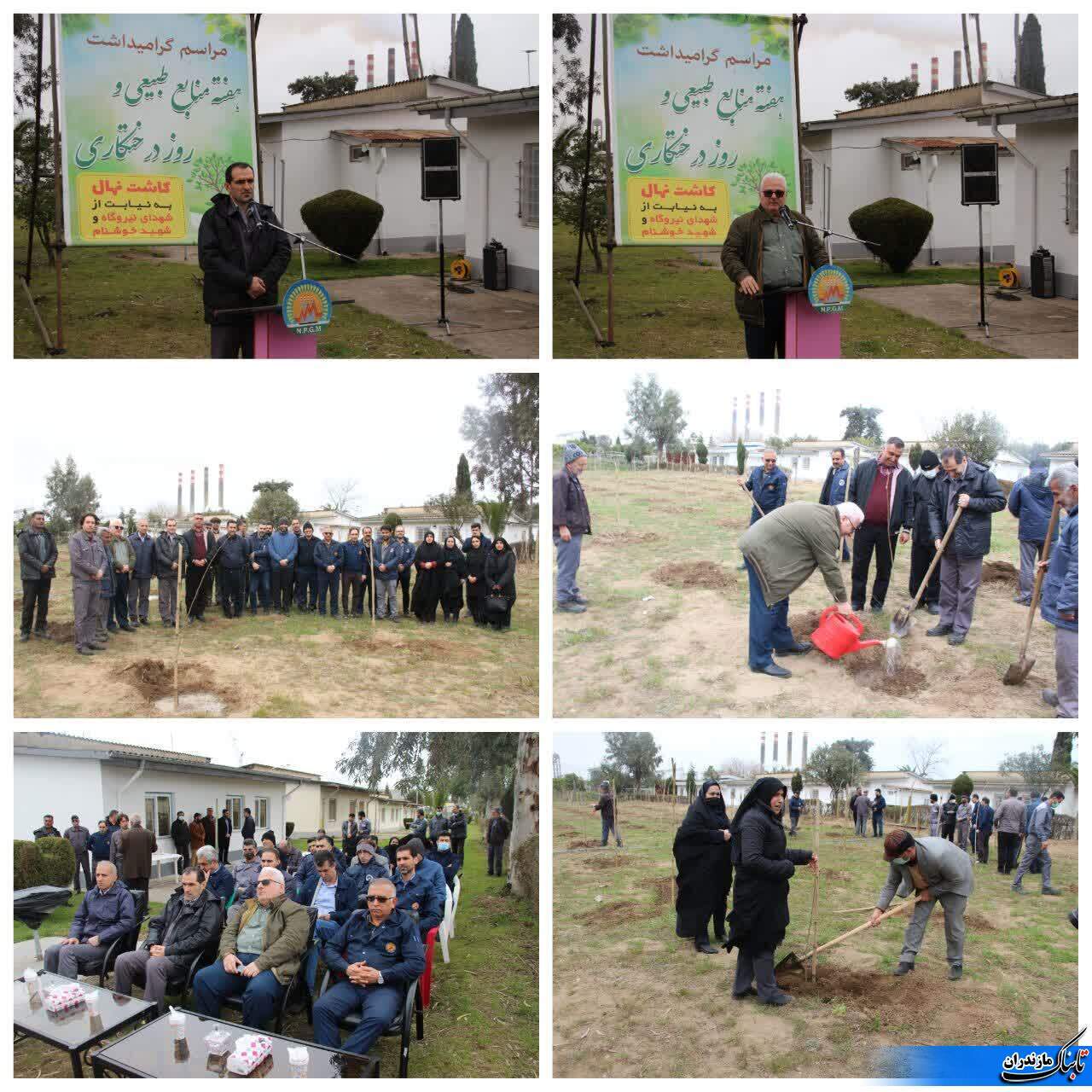 سطح زیرکشت درختان نيروگاه شهید سلیمی نكا توسعه یافت