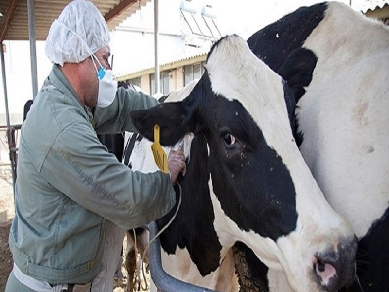 مصرف لبنیات پاستوریزه خطر ابتلا به بیماری «تب مالت» را کاهش میدهد