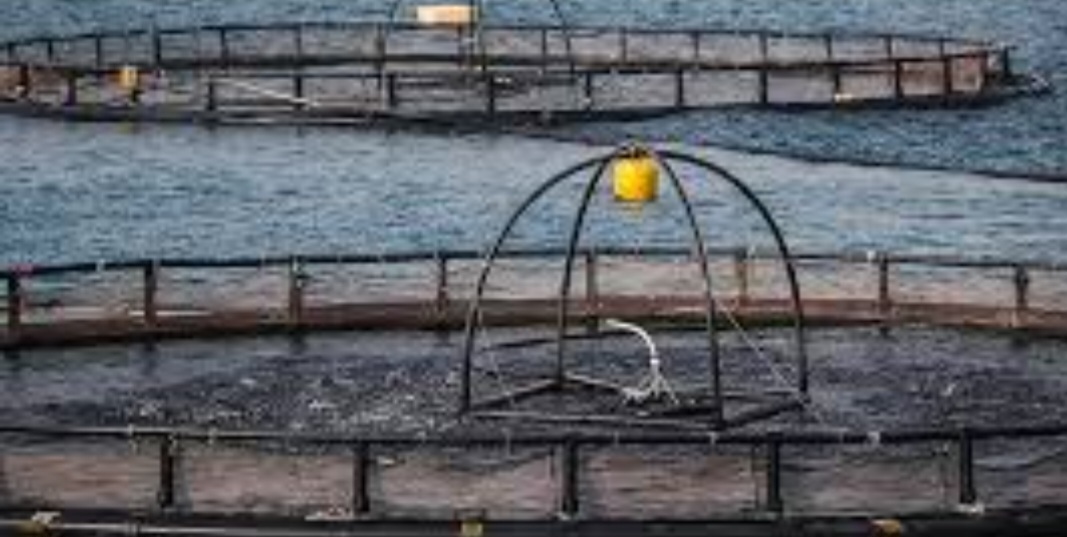 حذف تعهدات ارزی و کاهش تعرفههای صادراتی سبب رقابتپذیری محصولات آبزی در بازارهای جهانی میشود