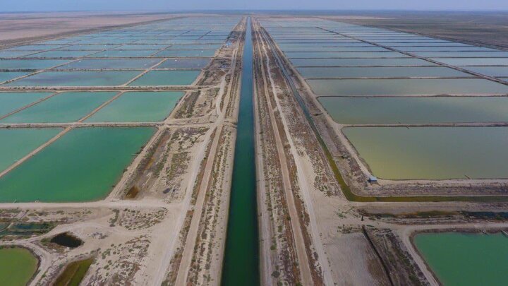 مشکلات اعتباری بزرگترین مشکل آبزی پروری در استان گلستان است