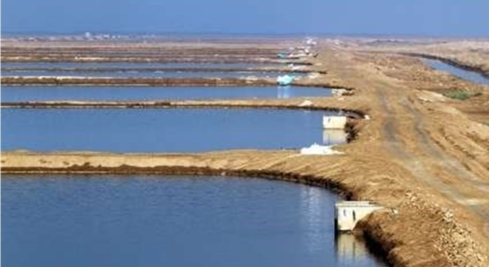 ظرفیت تولید بچه میگو در بوشهر به ۵.۷ میلیارد قطعه افزایش یافت/ فعالیت ۴۰۵ مزرعه پرورشی در استان