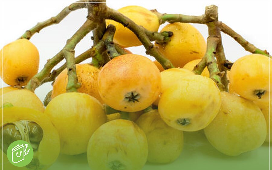 درخت ازگیل در چه مناطقی رشد میکند؟ درخت ازگیل در چه مناطقی رشد میکند؟