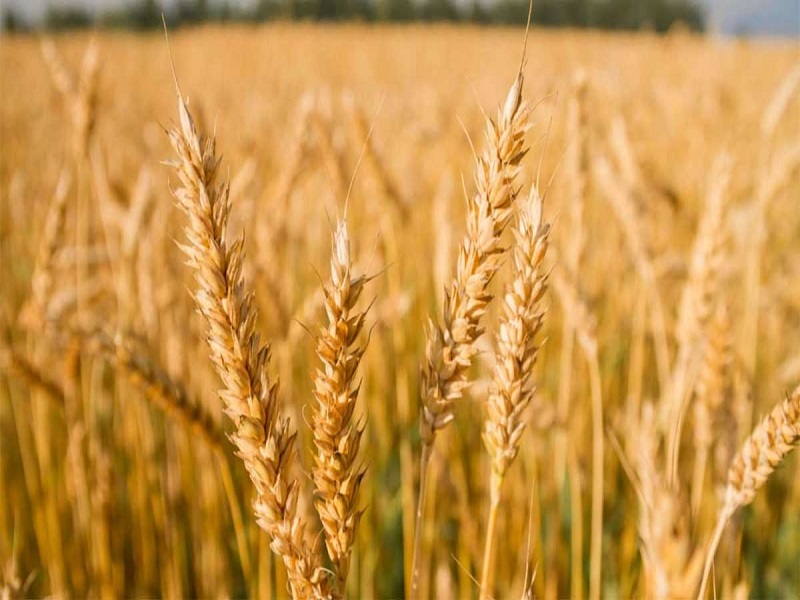 پیش بینی خرید ۷۵۰ هزار تن گندم در سال جاری در کرمانشاه