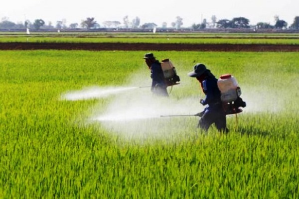 پایش و رصد آفات بخش کشاورزی ضروری است پایش و رصد آفات بخش کشاورزی ضروری است