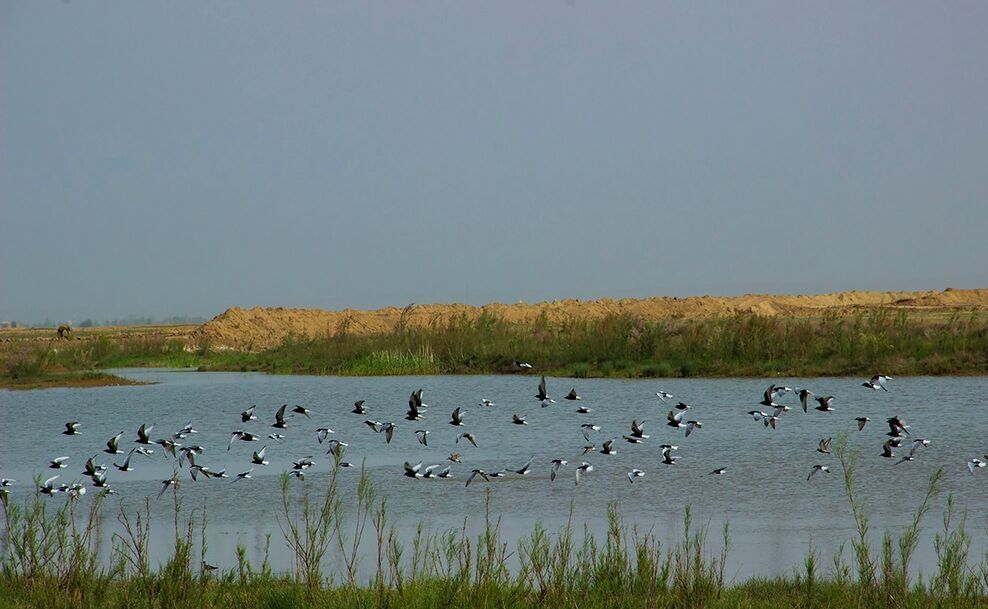 تالاب فصلی صالحیه، کانون ریزگرد استان البرز/ حل مشکل در گیر و دار تامین اعتبار و اجرای طرح‌های مطالعاتی