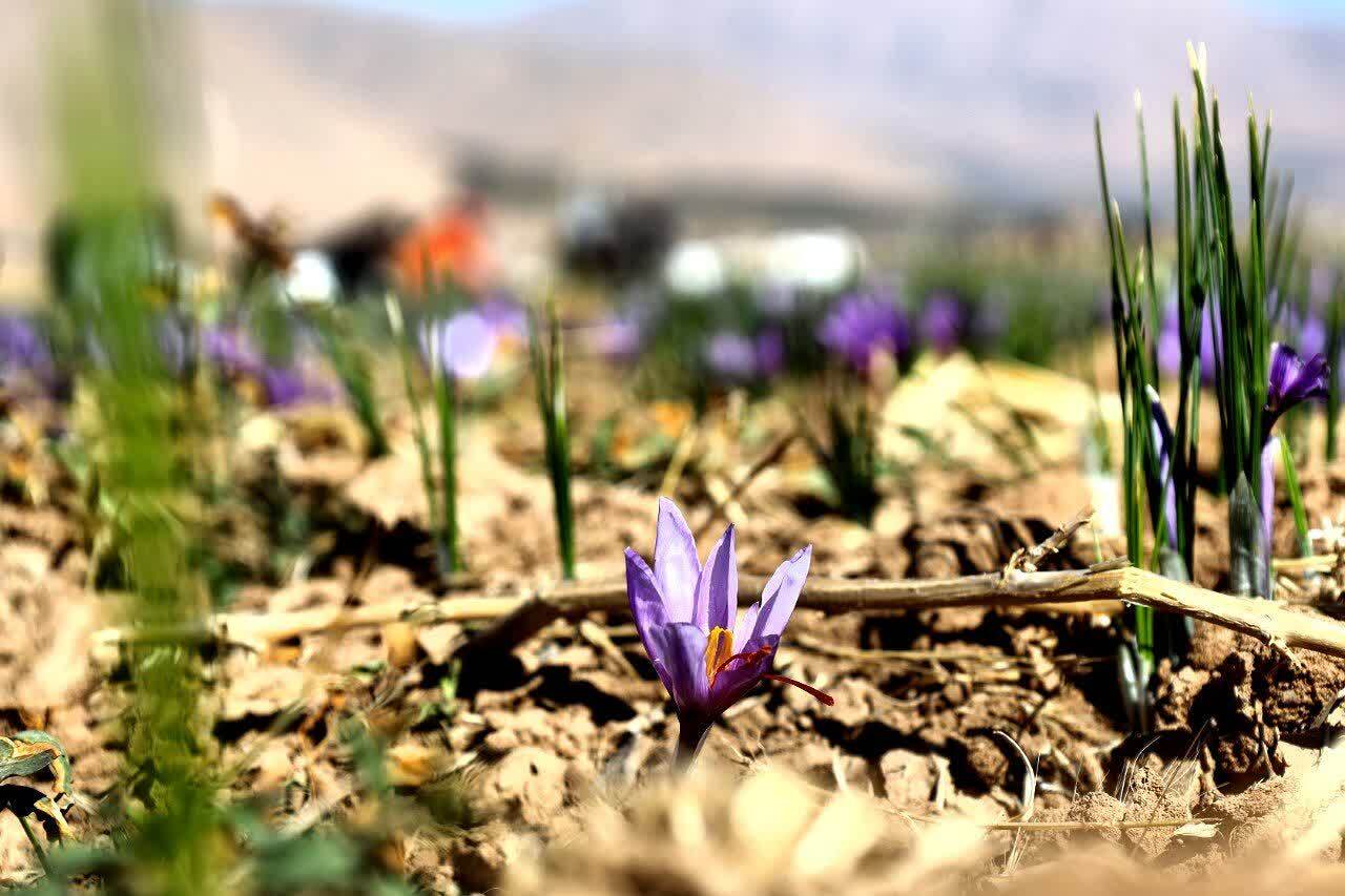 طلای سرخ از مزارع استان چهارمحال و بختیاری برداشت شد+ تصاویر طلای سرخ از مزارع استان چهارمحال و بختیاری برداشت شد+ تصاویر