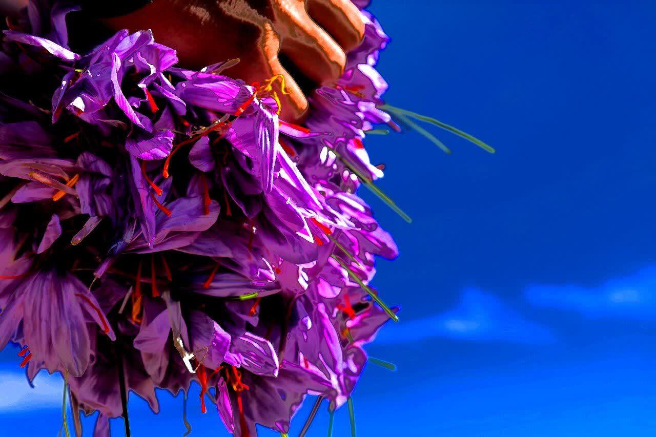 طلای سرخ از مزارع استان چهارمحال و بختیاری برداشت شد+ تصاویر طلای سرخ از مزارع استان چهارمحال و بختیاری برداشت شد+ تصاویر