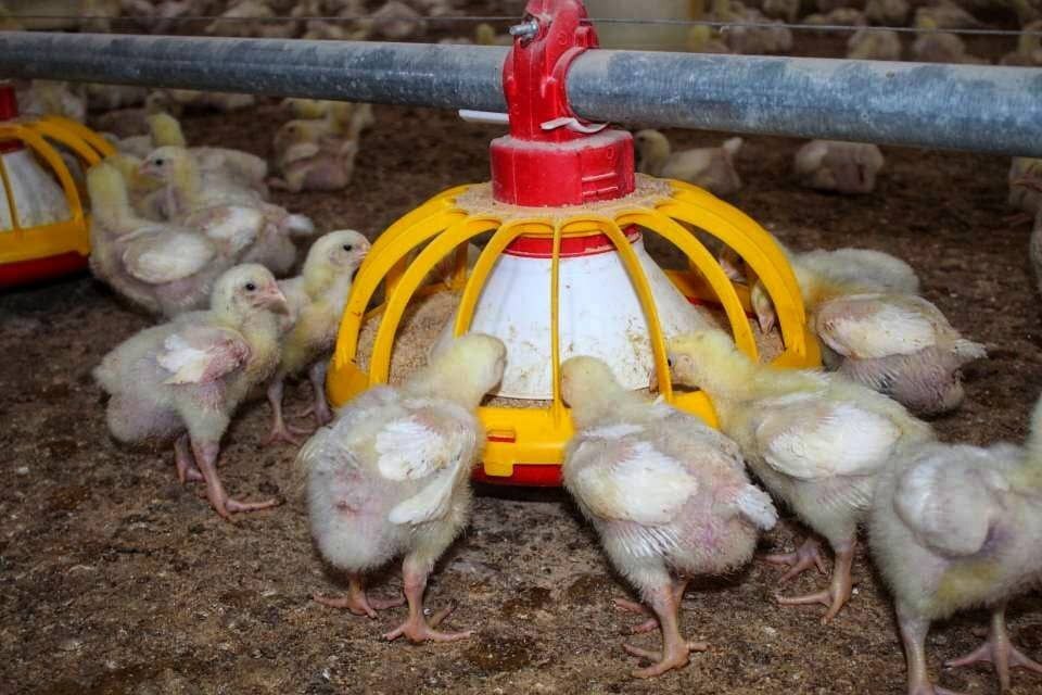 آغاز جوجهریزی ۶۰۰۰ قطعهای در مرکز اشتغال زندان لاهیجان آغاز جوجهریزی ۶۰۰۰ قطعهای در مرکز اشتغال زندان لاهیجان