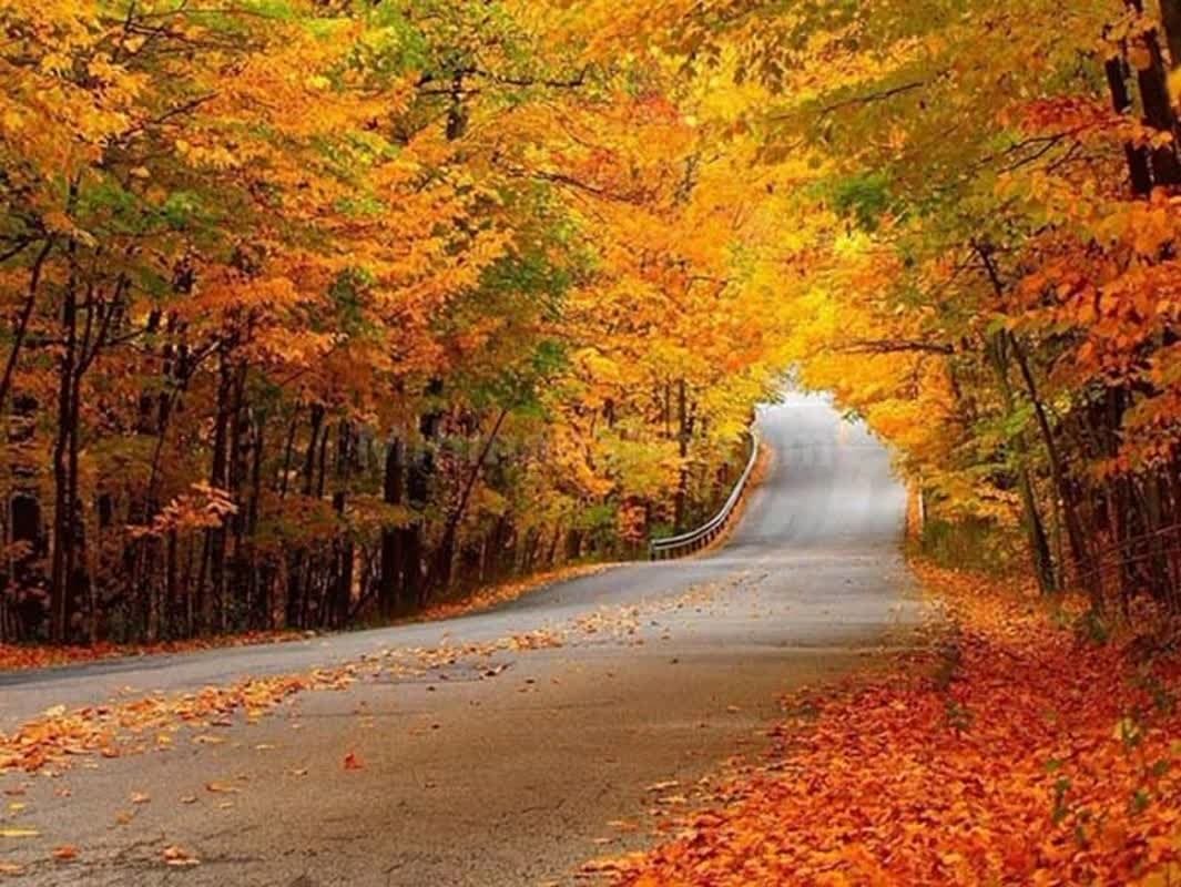 برگزاری جشنواره عکاسی « برگریزان گرگان»