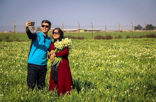 نرگسهای خفر تشنه حمایت/ ششمین جشنواره بدون بودجه دولتی برگزار میشود