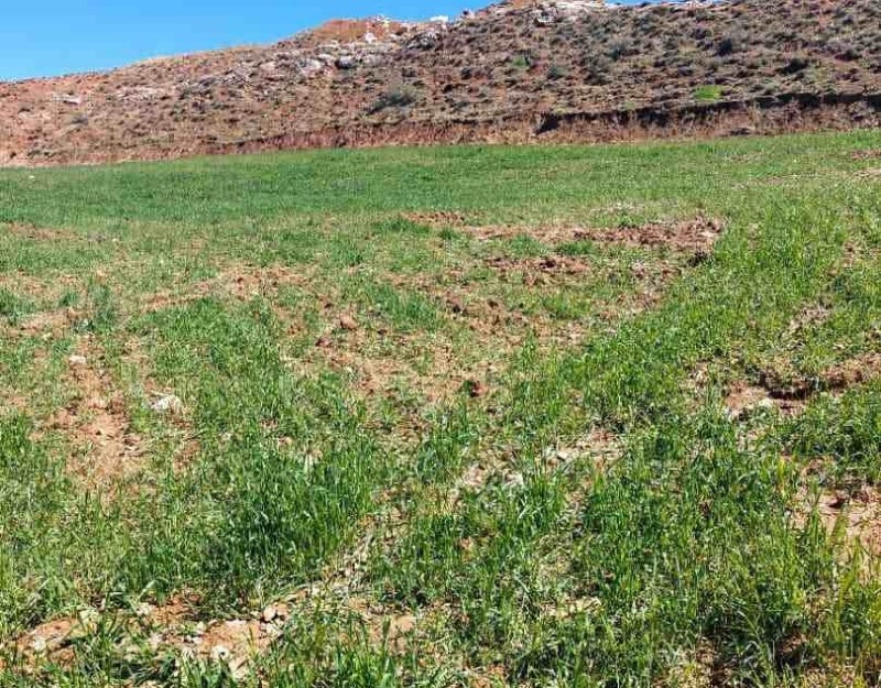خسارت ۶۰ درصدی تگرگ به مزارعه کشاورزی آبدانان خسارت ۶۰ درصدی تگرگ به مزارعه کشاورزی آبدانان