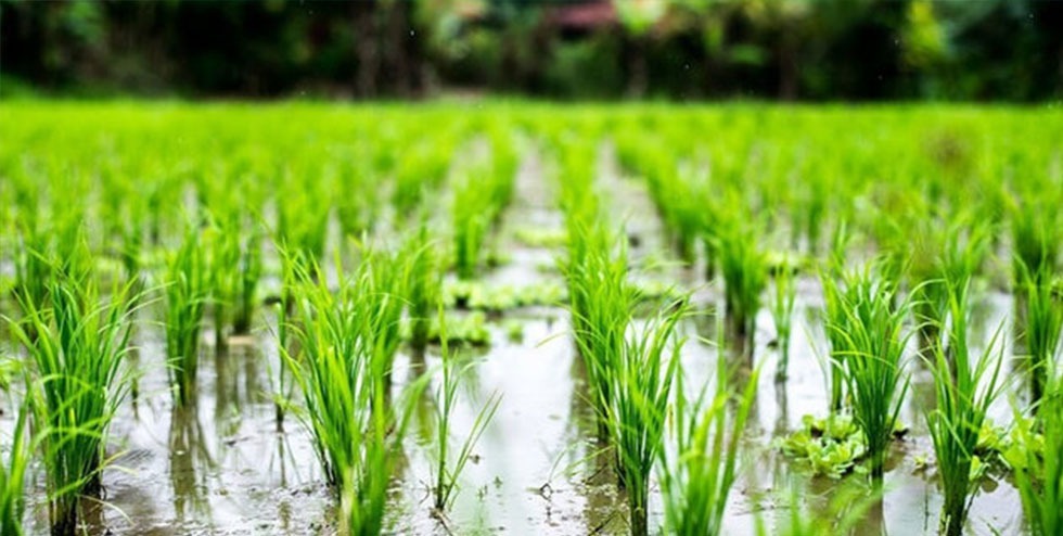 از مافیای کشت شلتوک چه میدانیم ؟/ هشدار فاجعهای برای آبادان، خرمشهر و مینوشهر //فردا صبح منتشر میشود از مافیای کشت شلتوک چه میدانیم ؟/ هشدار فاجعهای برای آبادان، خرمشهر و مینوشهر //فردا صبح منتشر میشود