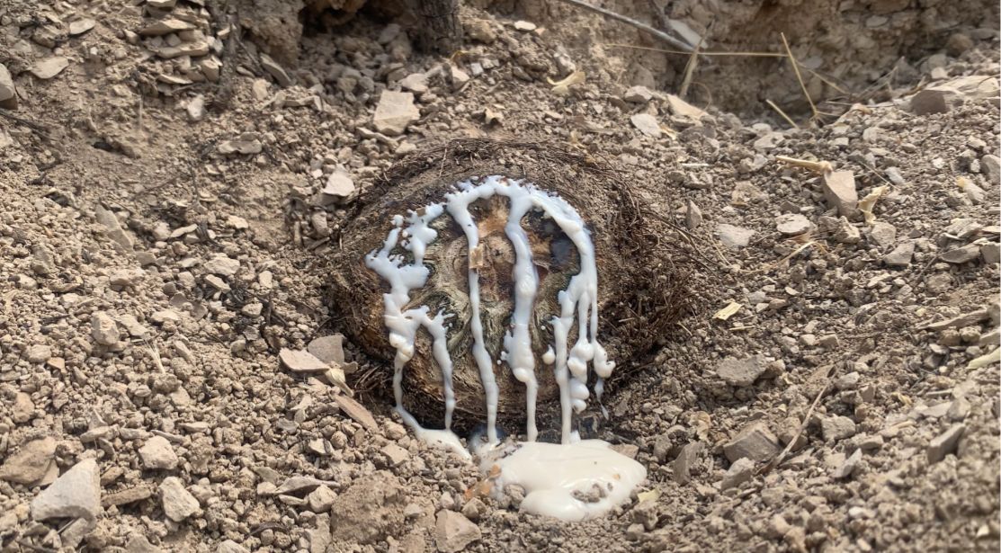 درآمد ۴۶۰ میلیارد ریالی باریجه و آنغوزه برای بهره برداران کهگیلویه و بویراحمدی درآمد ۴۶۰ میلیارد ریالی باریجه و آنغوزه برای بهره برداران کهگیلویه و بویراحمدی