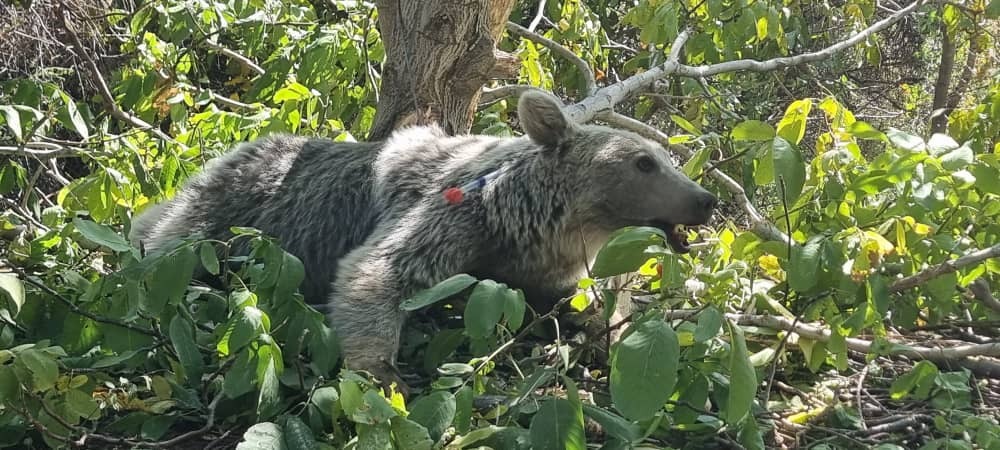 نجات خرس ۵ ساله از تله مرگ + تصاویر نجات خرس ۵ ساله از تله مرگ + تصاویر