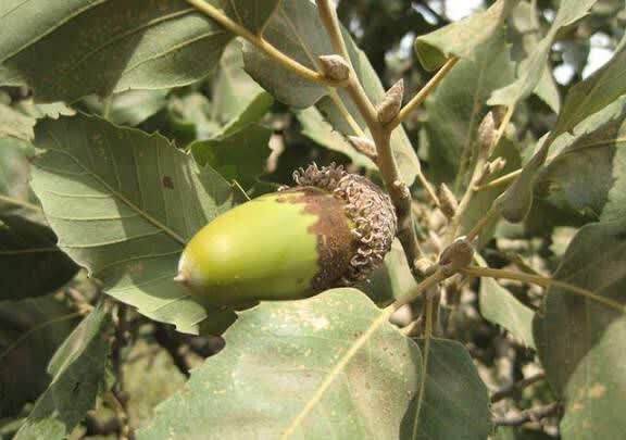 پایداری بلوطهای کرمانشاه در دل خشکسالیها / خشکیدگی تحت کنترل است